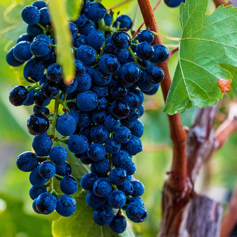 The Grape Variety Deep Dive: Shiraz or Syrah - 7pm, Friday 13th February