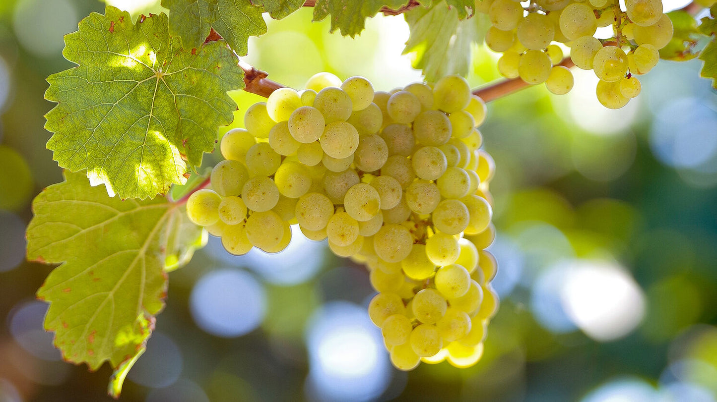 The Grape Variety Deep Dive: Riesling - 7pm, Friday 7th August
