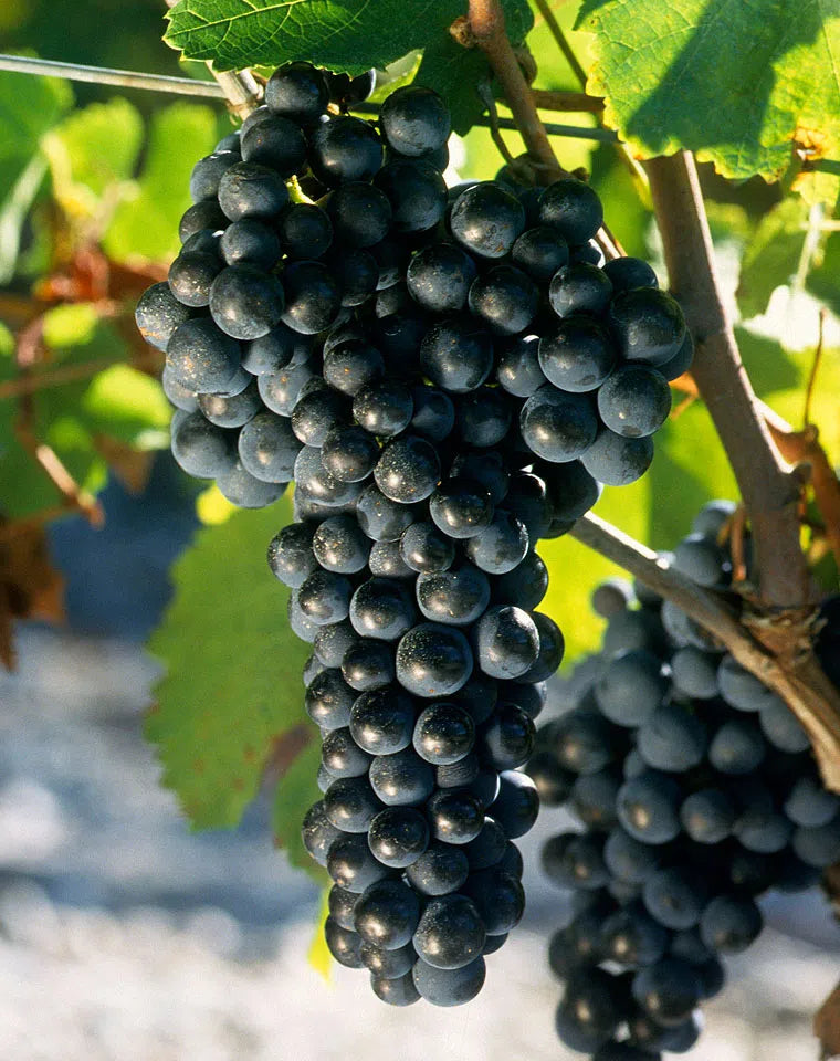 The Grape Variety Deep Dive: Merlot - 7pm, Friday 26th June