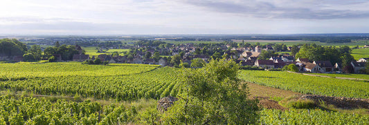 French Wine Course Pt 4: Burgundy - 7pm, Friday 28th November