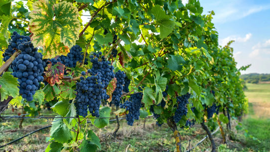 The Grape Variety Deep Dive: Pinot Noir - 7pm, Friday 24th April
