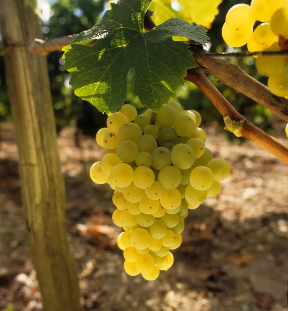 The Grape Variety Deep Dive: Sauvignon Blanc - 7pm, Friday 31st July